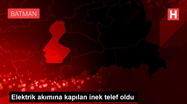 Yüksek Gerilim Bu sefer İneği Vurdu