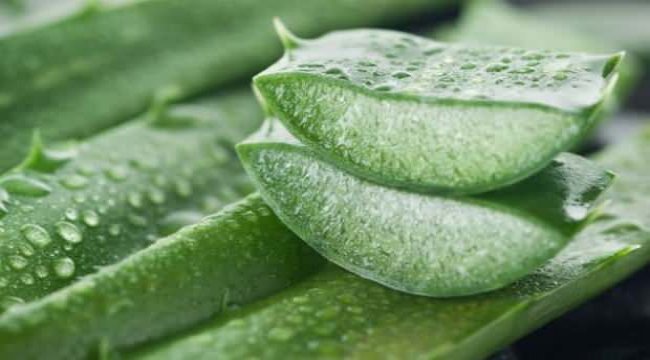 Aloe Vera faydaları nelerdir? Cilt bakımında aloe vera nasıl kullanılır?