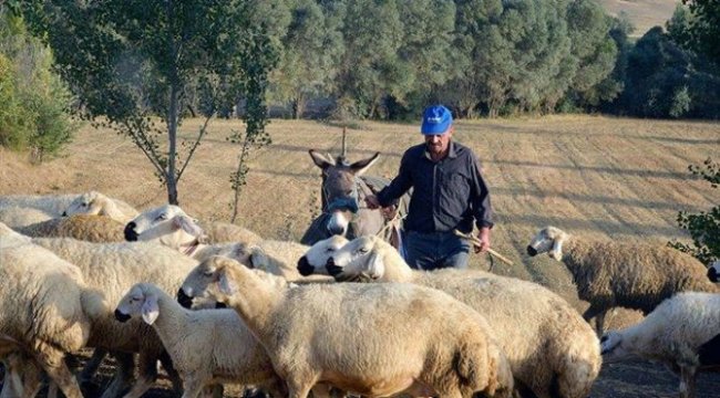 Tarım ve hayvancılıkta 2020 destekleme miktarları belirlendi