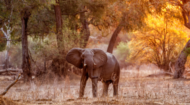 Nesli tükense de umurlarında değil! Zimbabve'de Turistler 500 fil öldürecek