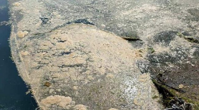 Marmara'daki deniz salyası Karadeniz'e sıçradı!