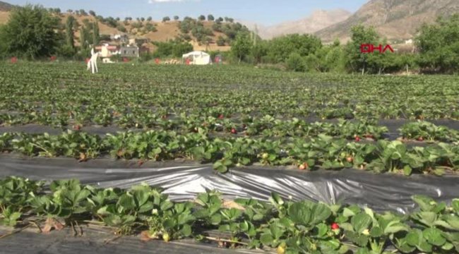 Sason Çileği Coğrafi İşaret Alarak Tescillendi