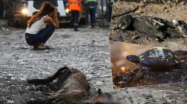 Manavgat'taki yangının boyutu gün ağarınca ortaya çıktı