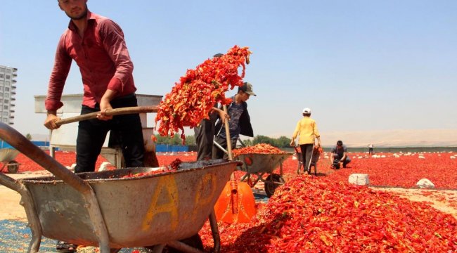 Şanlıurfa'da acı telaş sürüyor