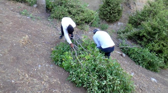 Batman'da Kuraklıktan dolayı saman biriktiremeyen besiciler, meşe yaprağı stokluyor