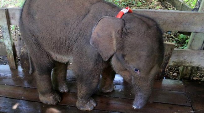 Hortumunu kesip tuzak kurmuşlardı! Yavru fil enfeksiyona yenik düştü