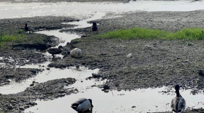 Cargill Bursa'da hem çevreyi, hem doğal yaşamı kuruttu! 