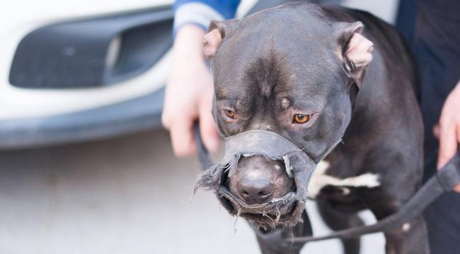 Son dakika… İçişleri Bakanlığı duyurdu! Yüzlerce kişiye 'pitbull' cezası…