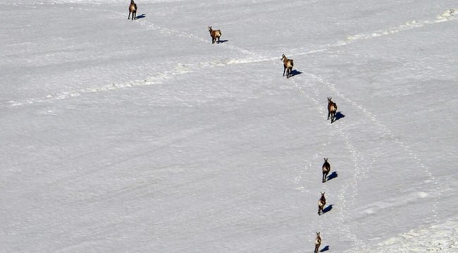 Dünyada en nadir görülen dağ keçisi türü 'şamua'lar, Tunceli'de görüntülendi