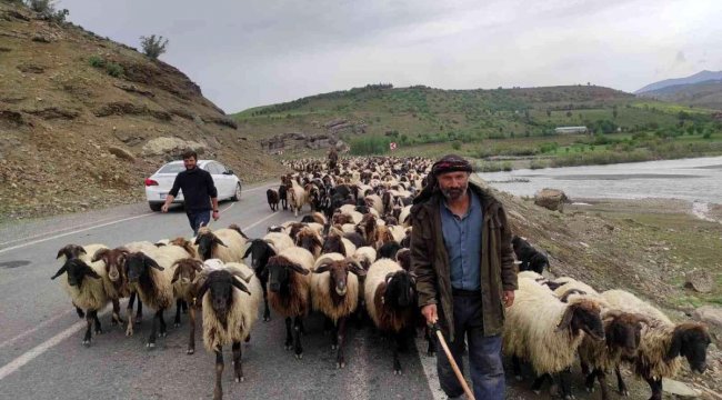 Havalar ısındı, koçerlerin zorlu yolculuğu başladı