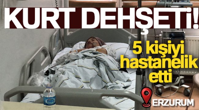 Erzurum'da kurt dehşeti: 5 yaralı