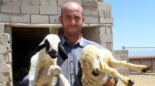 Banka şube müdüründen hayatını değiştiren karar... Çoban bulamayınca istifa etti